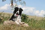 BORDER COLLIE 052